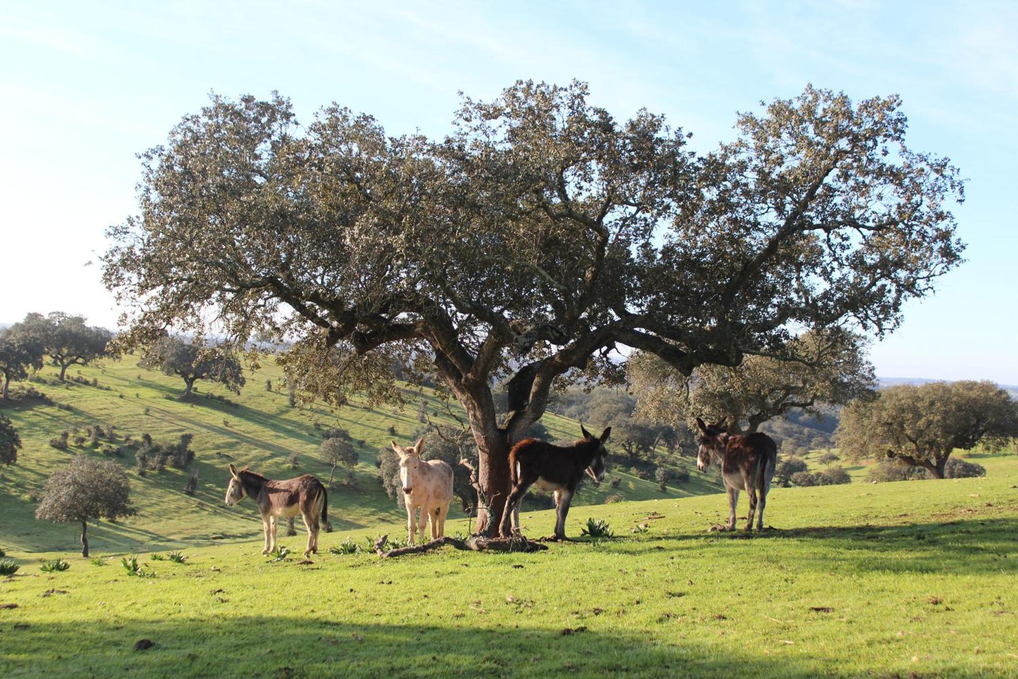 Agroturismo Xistos Cerca 外观 照片