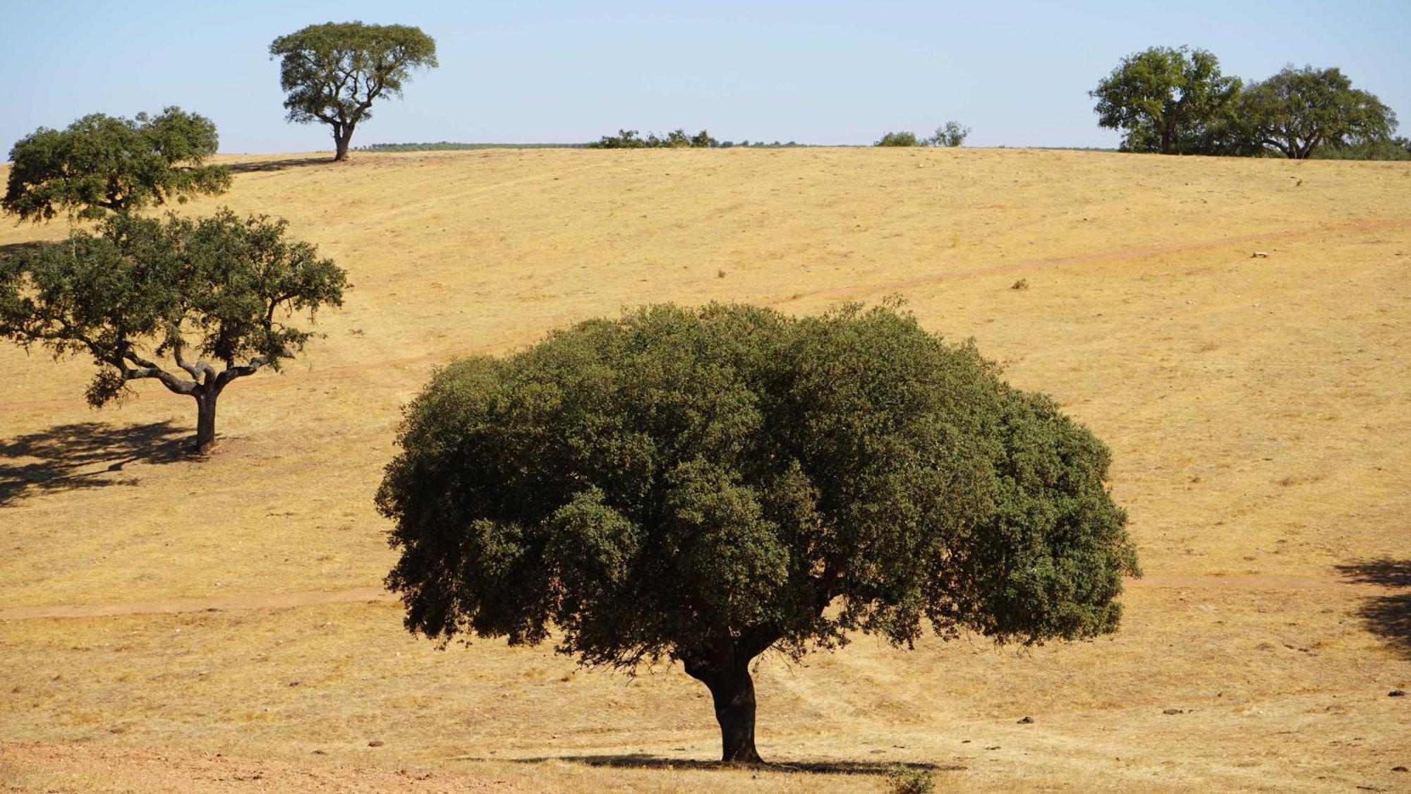 Agroturismo Xistos Cerca 外观 照片